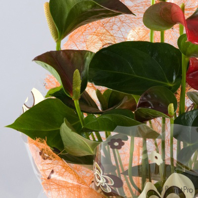 Anthurium