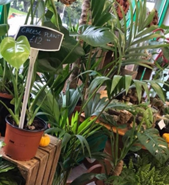 House Plants