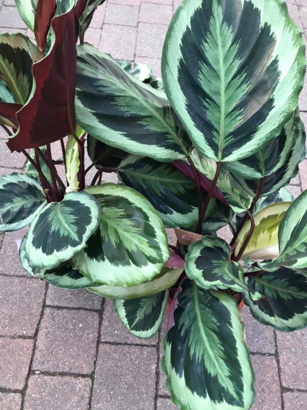 Calathea House Plant