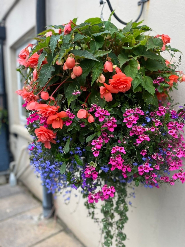 Hanging Baskets