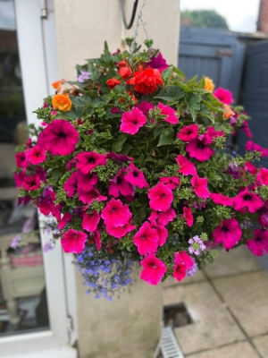 Hanging Baskets