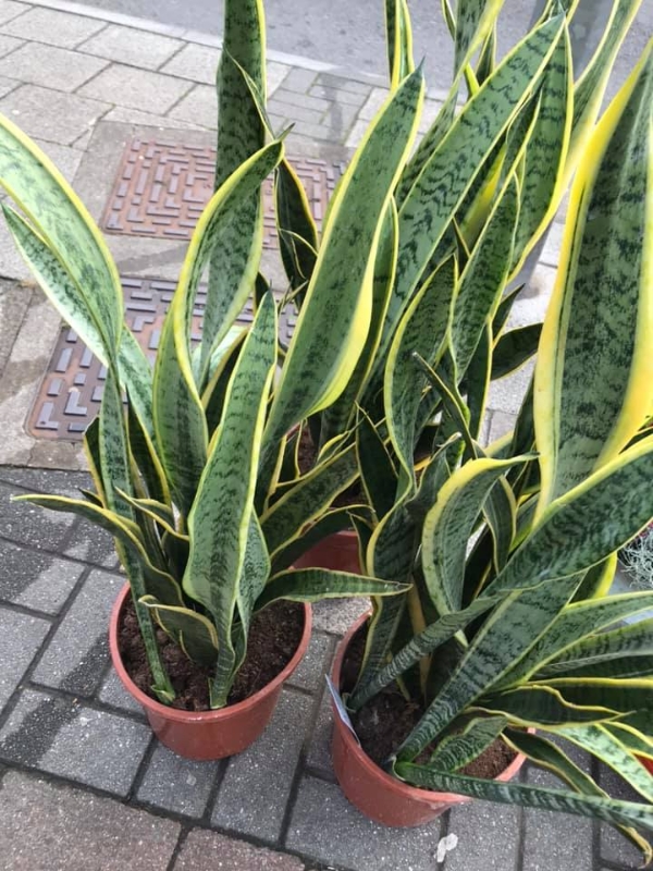 Sansevieria