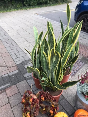 Sansevieria