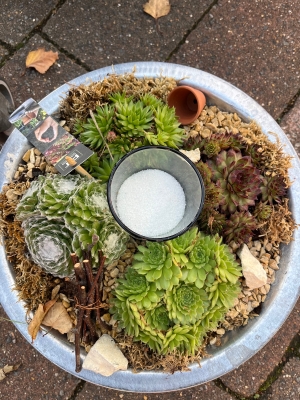 Succulent Table Arrangements