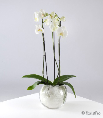 Orchid Planter