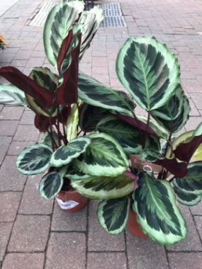 Calathea House Plant