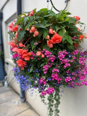 Hanging Baskets