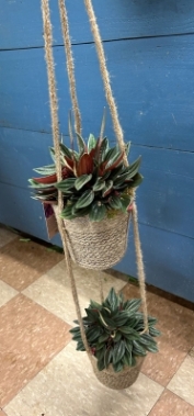 Hanging Planter