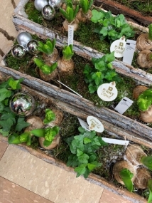 Hyacinth Planters