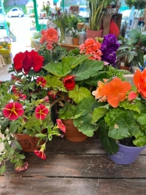 Plant Hamper