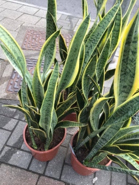 Sansevieria