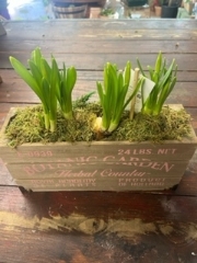 Spring Planter 1