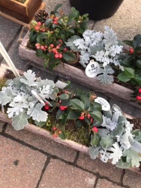 Winter Window Planters